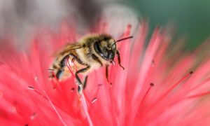אלרגיה לעקיצות דבורים -הדסה מדיקל